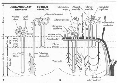 NEFRON Anatomska zgradba Ledvično telesce glomerlna kapsla ledvični glomerls Ledvično cevke proksimalni tbli enlejeva zanka distalni tbli Zbiralca NEFRON Krvni obtok