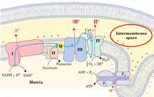 Κατά τη διεργασία αυτή παράγεται ATP κατά τη μεταφορά ηλεκτρονίων από το NADH ή/ και το FADH 2 προς το Ο 2 δια μέσου μιας σειράς φορέων ηλεκτρονίων.