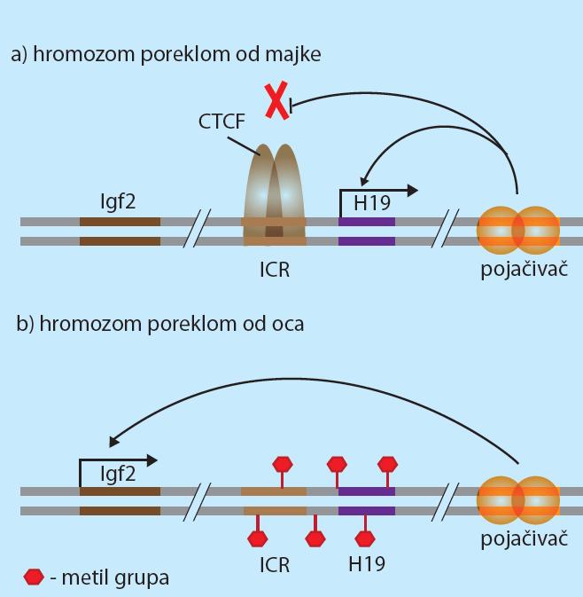 11. hromozom čoveka Igf2 - insulinu sličan faktor rasta 2 H19 - utisnuti majčinski eksprimirani transkript