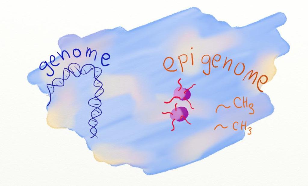 Epigenetička regulacija ekspresije gena Obrazac ekspresije gena može biti nasledan Signal oslobođen iz jedne ćelije, tokom razvića, može imati uticaja na ekspresiju specifičnih gena u susednim ćelija.