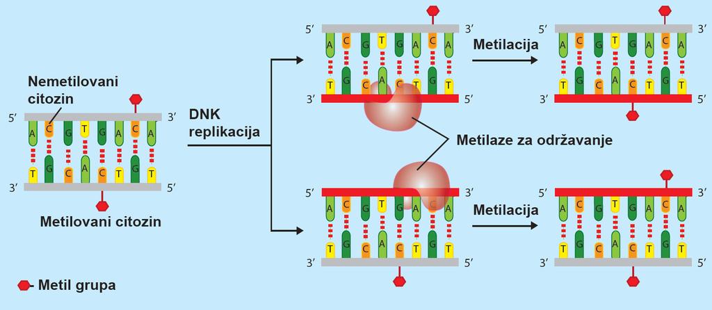 Obrazac metilacije molekula DNK može se verodostojno