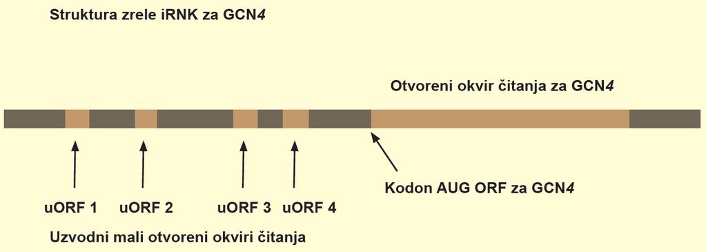 Regulacija ekspresije gena kod eukariota na nivou translacije Regulacija ekspresije gena GCN4 kod