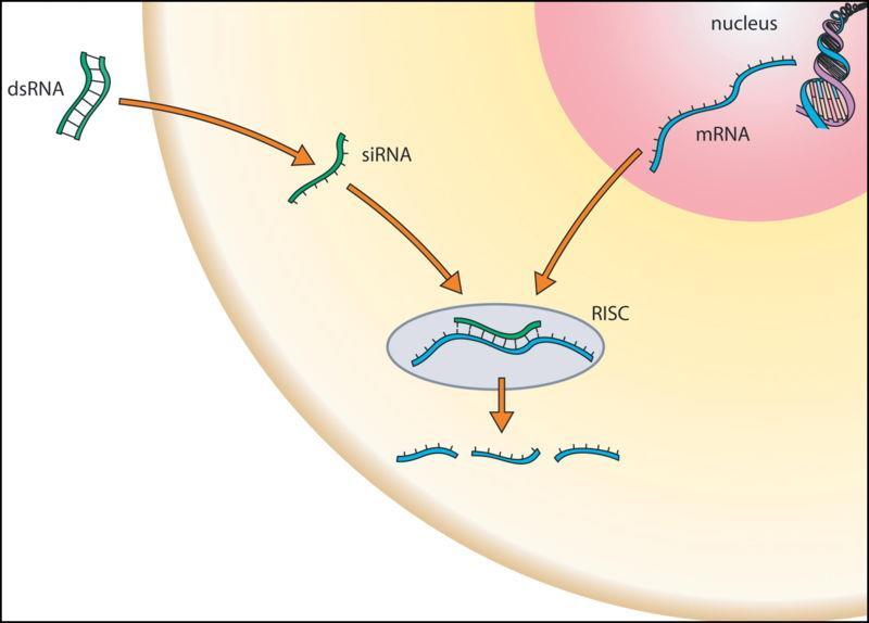 Utišavajući kompleks sa vodećim lancem RNK postaje aktivan i biva usmeren ka homolognim irnk.
