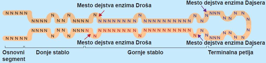 Mikro RNK (mirnk) Uključene u procese regulacije ekspresije gena kod eukariota. Kodirane u genomu - geni mirnk.