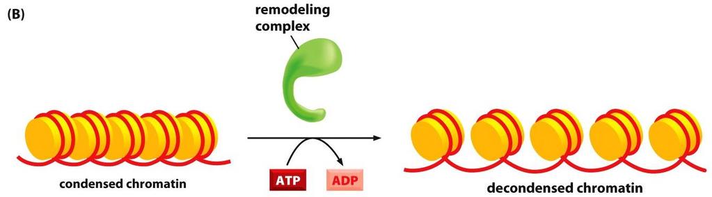 Kompleksi za remodelovanje nukleozoma Stabilnost odnosno dinamičnost interakcije histonskih proteina i molekula DNK regulisana je posebnom klasom proteinskih kompleksa koji se nazivaju