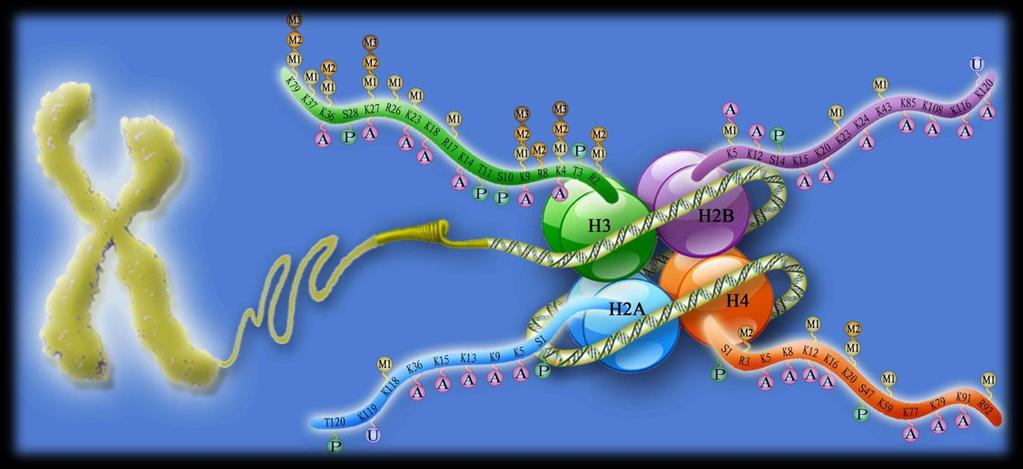 Modifikacije histonskih proteina N-krajevi histonskih proteina - histonski repovi. Posttranslacione kovalentne modifikacije malim molekulima.