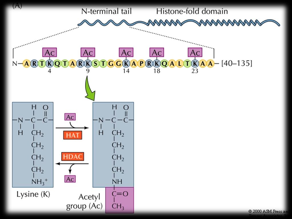 Modifikacije histonskih proteina Histon acetil-transferaza (HAT)