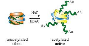 Modifikacije histonskih proteina Acetilacija histonskih repova u