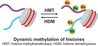 Modifikacije histonskih proteina Metilovani N-krajevi histona povezani su kako sa transkripciono aktivnim tako i sa transkripciono
