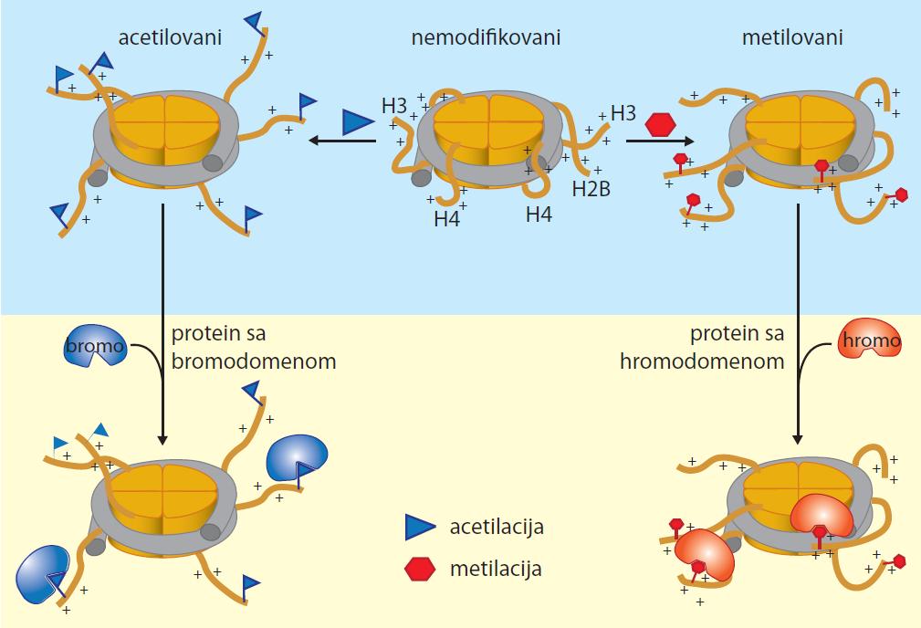 Modifikovane N-krajeve histonskih molekula prepoznaju i proteini sa TUDOR domenom (ovi proteini često sadrže i RNK vezujući motiv) Proteini koji