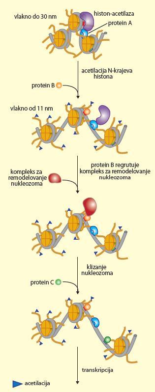 Udruženi rad enzima za modifikaciju histona i nukleozom remodelirajućih kompleksa Zajedno menjaju lokalnu strukturu hromatina Regrutuju ih