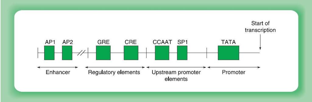Proksimalni promotorski elementi i uzvodne aktivatorske sekvence Nalaze se u blizini gena uzvodno od +1 mesta Pozitivan efekat na transkripciju kao i