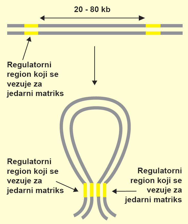 Granični elementi izolatori i regulatoni regioni koji se vezuju za jedani matriks Regulatorni regioni koji se vezuju za jedarni matriks (eng.