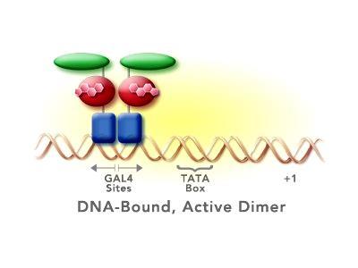 Aktivatori transkripcije Gal4 regulatorni protein aktivator transkripcije - aktivira gene čiji su proteinski produkti enzimi neophodni za