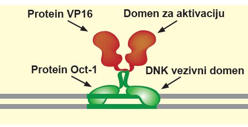 Aktivatori transkripcije Dva proteinska molekula sa različitim funkcijama VP 16 protein Herpes v. uloga domena za aktivaciju.