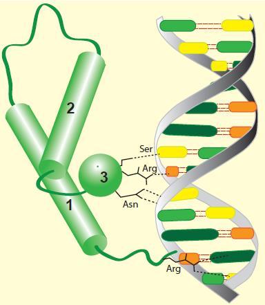 Homeodomeni sastoje se od 3 α zavojnice Zavojnica na C-kraju proteina stupa u interakciju sa velikim žljebom molekula DNK i naziva se zavojnica