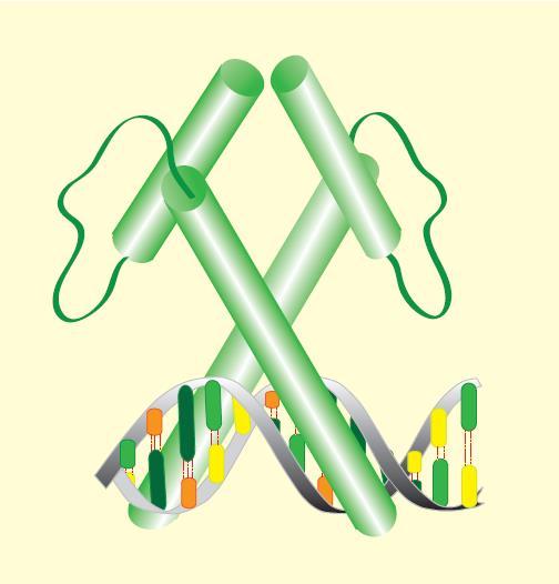 Zavojnica - petlja - zavojnica proteini HLH proteini poseduju dva heliksa povezana