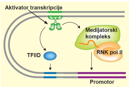 Eukariotski aktivatori indirektno regrutuju RNK pol na dva načina: Eukariotski aktivatori