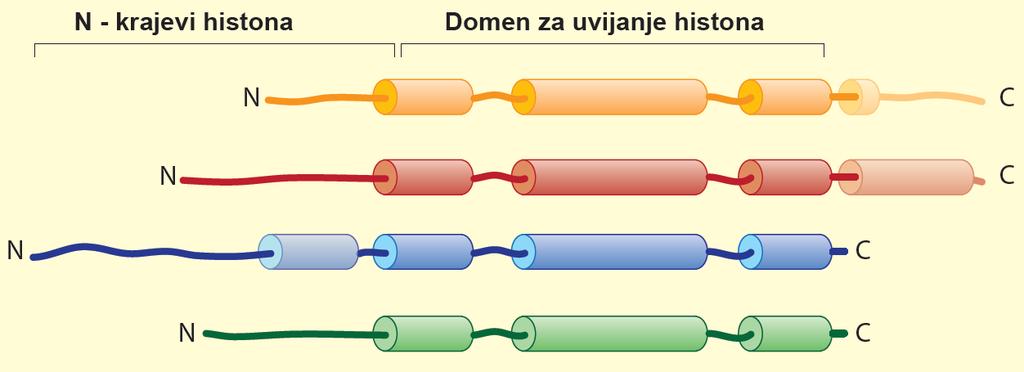 Nukleozomalni histoni H2A, H2B, H3 i H4 Bazni (arginin i lizin bogati) proteini Domeni za uvijanje histona Fleksibilne