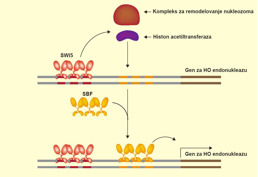 Integracija signala Ekspresija gena HO kod kvasca u kasnoj G1 fazi ćelijskog ciklusa Kod kvasca aktivatori nemaju