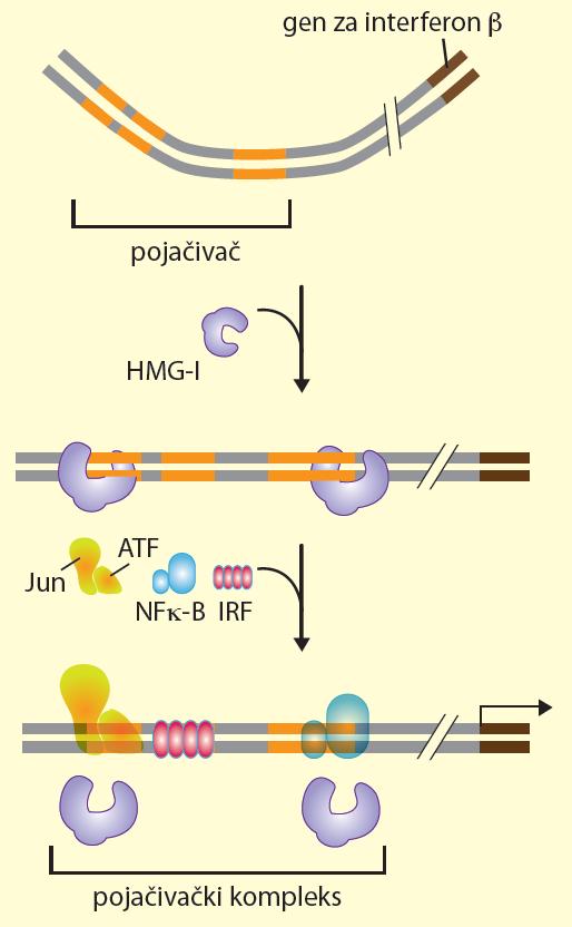 Integracija signala Virusna infekcija indukuje aktivnost tri aktivatora transkripcije Jun/ATF, NFk-B i IRF koji formiraju pojačivački kompleks