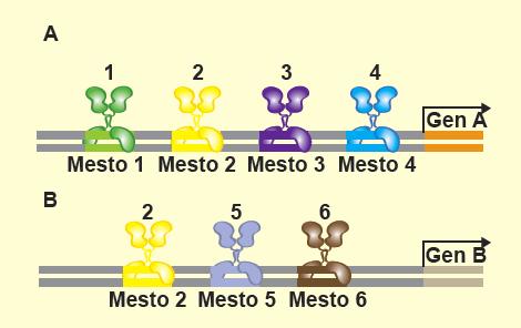 Kombinatorna kontrola Mogućnost učešća jednog regulatornog proteina u kombinaciji sa drugim različitim regulatornim proteinima (aktivatorima ili represorima) u regulaciji ekspresije većeg broja gena