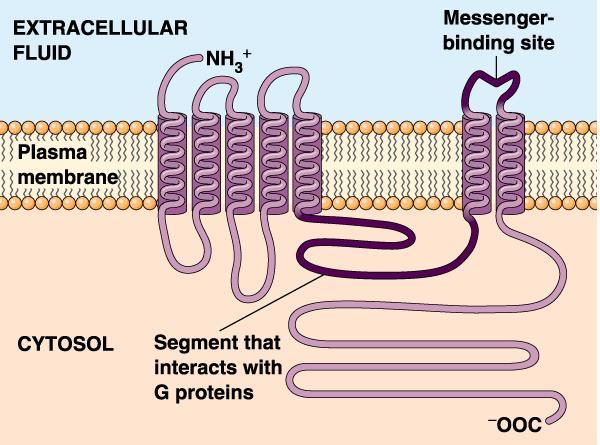 Receptori puteva signala Receptori koji su kuplovani, u unutrašnjosti ćelije, sa GTPvezujućim i hidrolizujućim