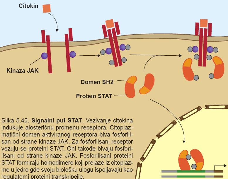 Signalni put proteina STAT (eng.