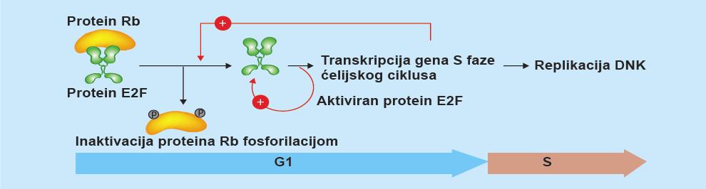 Proteini koji maskiraju druge proteine Protein retinoblastoma Rb tumor supresorni protein ili antionkogen maskira aktivatora transkripcije E2F koji reguliše ekspresiju brojnih