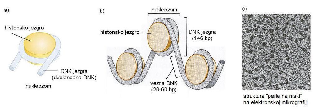 Organizacija hromatina Nukleozom - proteinsko jezgro i molekul DNK koji se 1,65 x