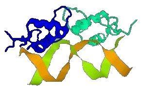 Signalni put glukokortikoidnog receptora Glukokortikoidni receptor vezuje se za sekvence u molekulu DNK koje se nazivaju GRE glukokortikodni element odgovora (eng.