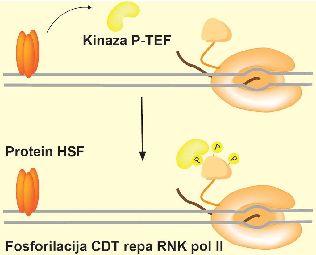 Regulacija ekspresije gena na nivou elongacije transkripcije Transkripcija gena Hsp70 kod