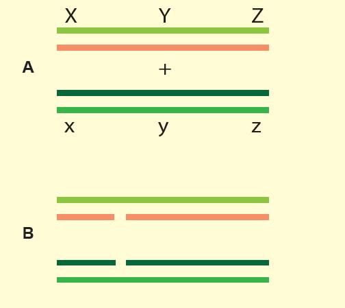Holidejev model homologne rekombinacije DNK Pojava jednolančanih prekida u lancima iste