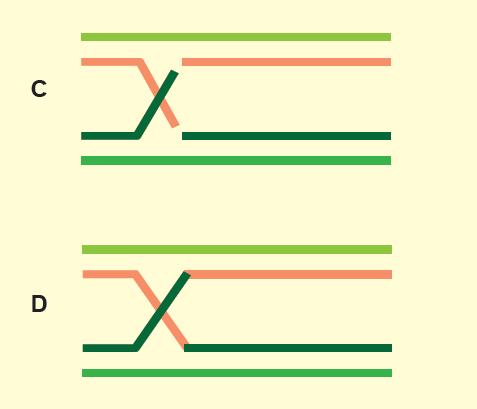 Holidejev model homologne rekombinacije DNK Slobodni krajevi mogu razmeniti svoje homologne partnere procesom koji se definiše kao INVAZIJA LANACA