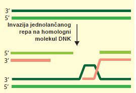 Jedan jednolančani DNK rep svojim 3 krajem napada homologni molekul dvolančane DNK Izmeštanje jednog lanca homolognog molekula DNK Kontakt oba jednolančana repa