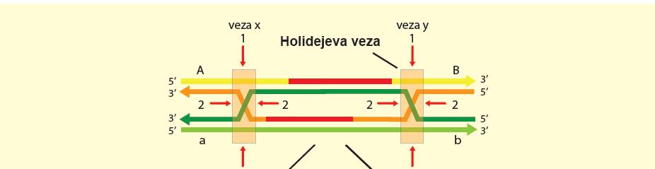 Razrešenje rekombinovanog intermedijera sa dve Holidejeve strukture Odvija se uvođenjem dva