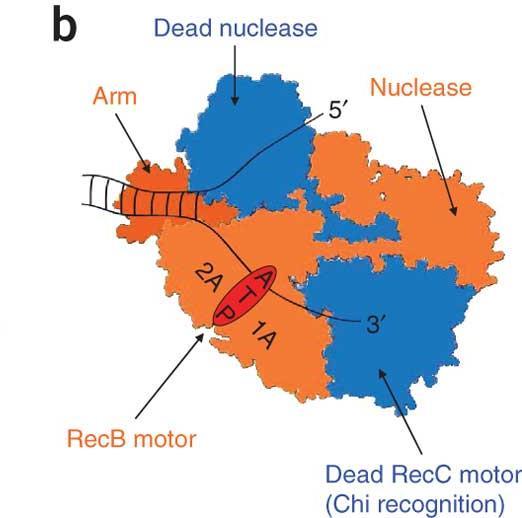Protein RecB Dva funkcionalna domena Domen na N-kraju ima helikaznu aktivnost u smeru 3-5