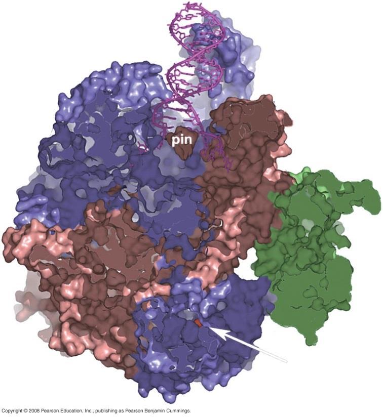 Protein Rec C U svojoj strukturi poseduje