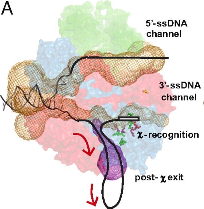 Proteinski kompleks RecBCD promoter homologne rekombinacije Lanci