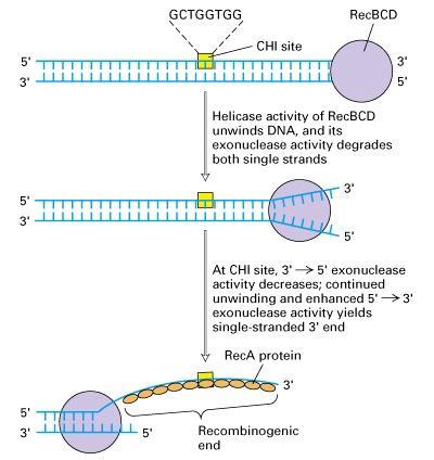 Proteinski kompleks RecBCD promoter homologne rekombinacije Zahvaljujući