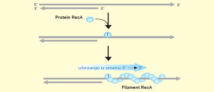 Filament RecA Za invazivni lanac, proteini RecA vezuju se kooperativno i na taj način formiraju filament RecA.