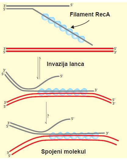 Filament RecA Štiti jednolančanu DNK od dejstva nukleaza i omogućava proces invazije lanaca.