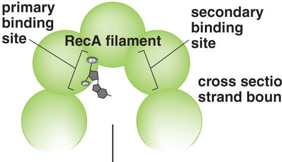 Filament RecA Filament RecA poseduje dva vezujuća mesta za molekule DNK.