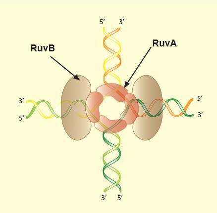 Migracija Holidejevih veza omogućena je proteinskim kompleksom RuvAB Protein RuvA vezuje se za Holidejevu strukturu u
