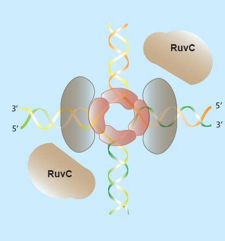 U razrešenju Holidejeve strukture učestvuje protein RuvC Holidejevu strukturu prepoznaje zahvaljujući