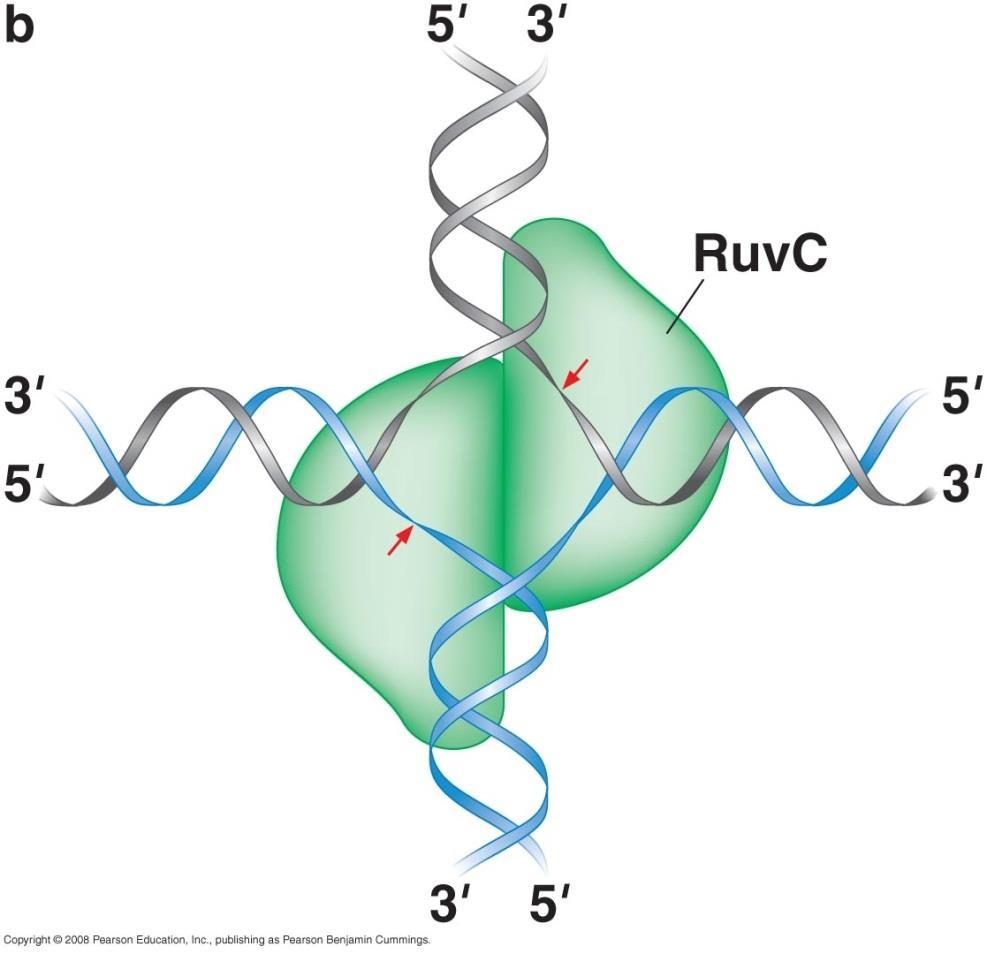 Protein RuvC Protein RuvC je endonukleaza koja uvodi jednolančane prekide u lancima DNK iste polarnosti.