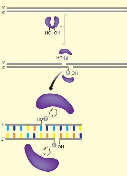 Protein Spo11 Seče molekul DNK na mnogim mestima sa malom selektivnošću za sekvencu.
