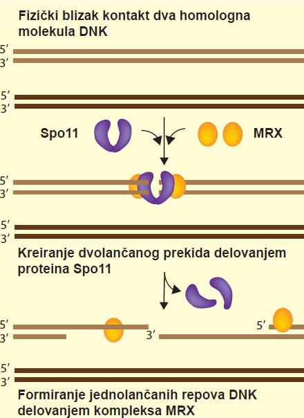Proteinski kompleks MRX Funkcija slična funkciji kompleksa RecBCD kod E.coli.