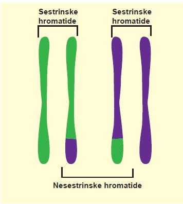 Protein Dcm1 Mejotička rekombinacija dešava se između 4 kompletna dvolančana lanca DNK (svaki u po jednoj hromatidi homologih hromozoma) Dcm1 zavisna rekombinacija češće se