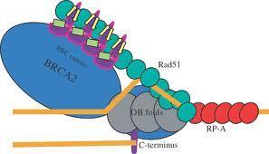 Rekombinacione fabrike Protein BRCA2 interaguje sa proteinom Rad51 i